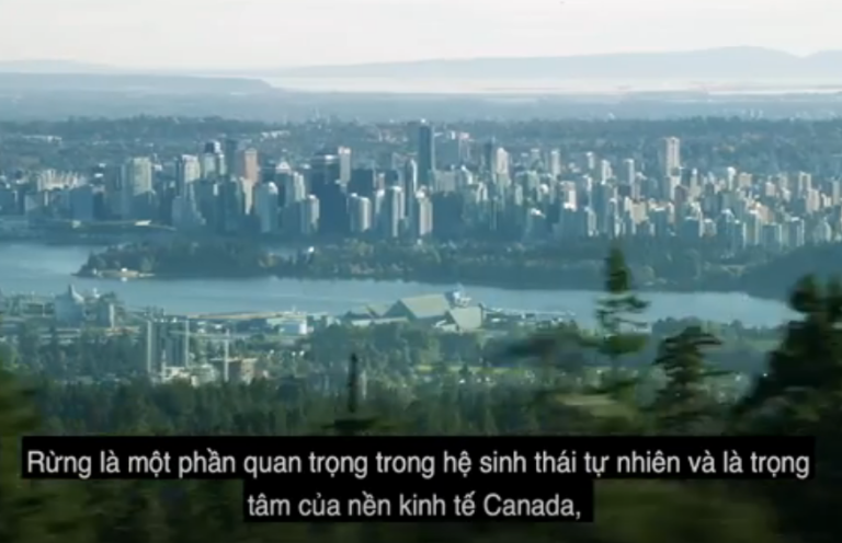 Story of Wood in B.C. Video Thumbnail