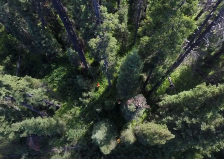 How Technology is Transforming B.C.'s Forest Sector Video Thumbnail