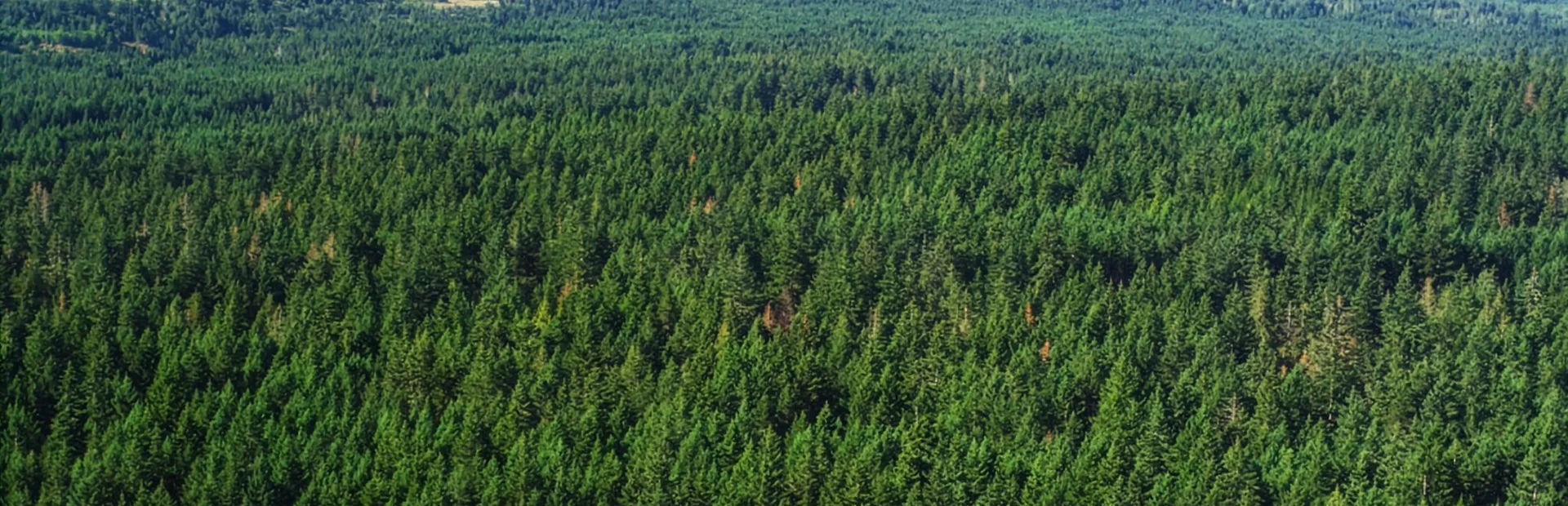 Sustainably managed Canadian forest