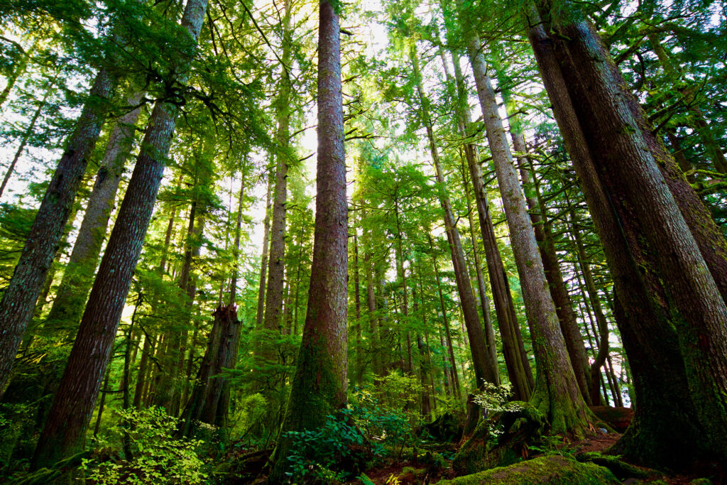 Forest-of-Canada